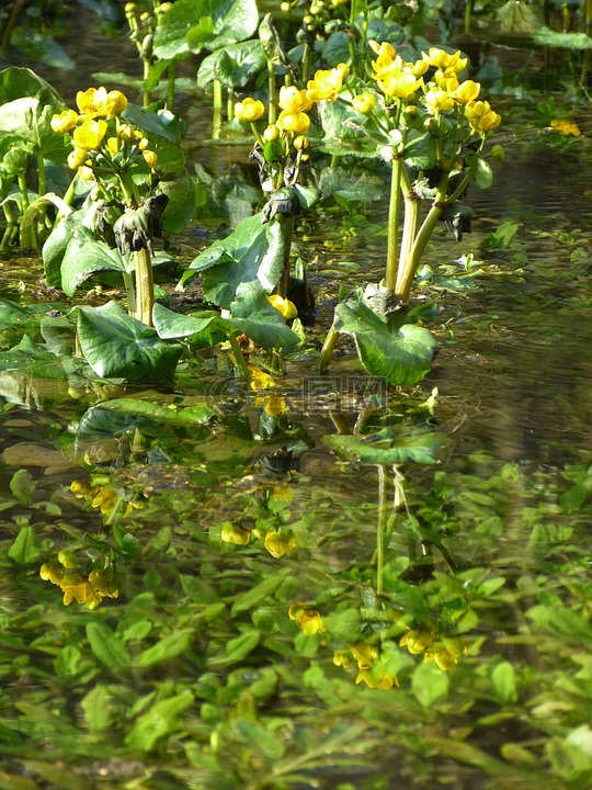 沼泽红假单胞菌 caltha,哈内曼脚温室,黄色