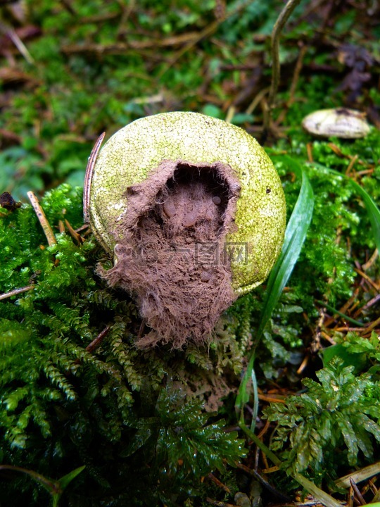 蘑菇,蘑菇尘,bovist