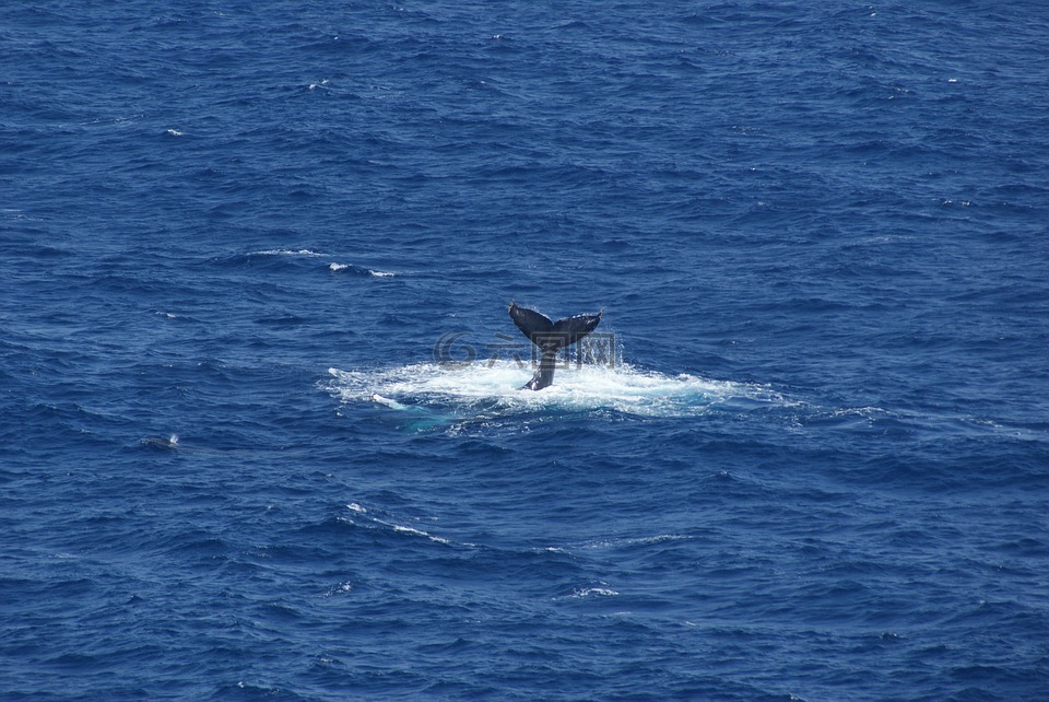 whaletail,鲸鱼,尾巴