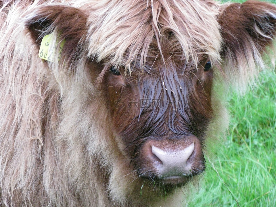 苏格兰 hochlandrind,苏格兰,牛肉
