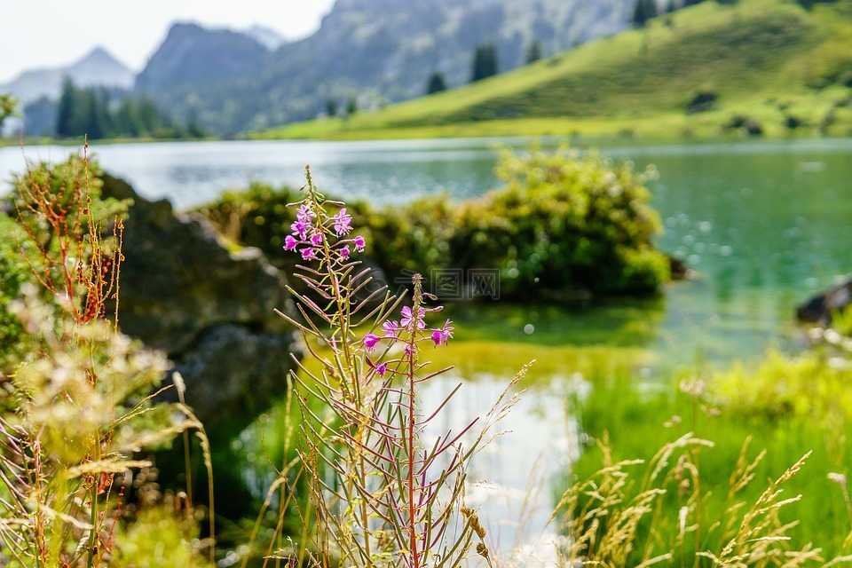 花,湖,山