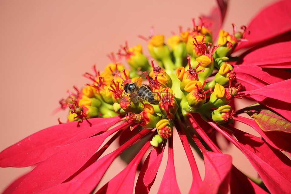 一品红,蜜蜂,花