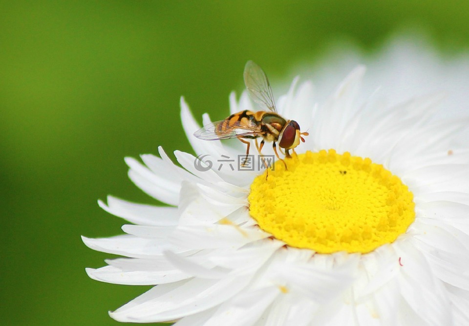 白色雏菊,雏菊,白