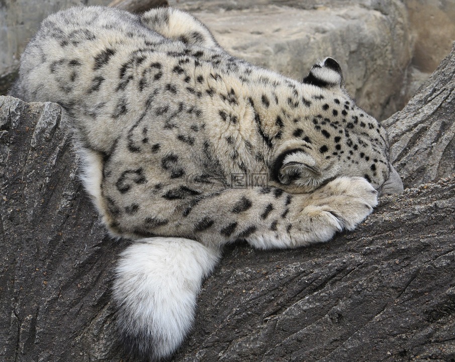 雪豹,睡眠,猫