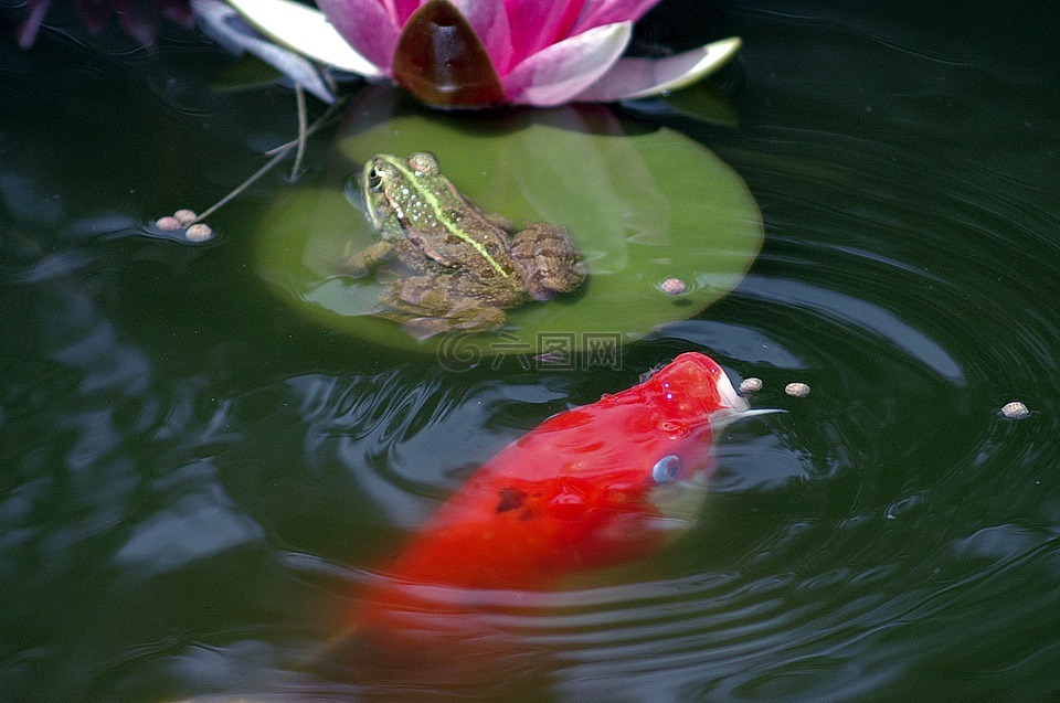 池塘,青蛙,池塘里的青蛙