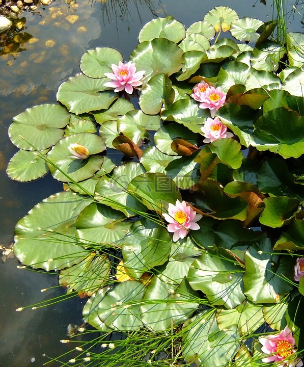 睡莲,芽,湖玫瑰