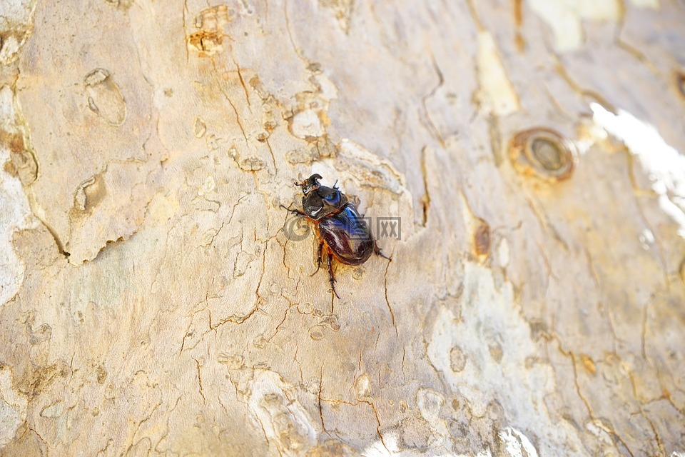 犀牛甲虫,甲虫,角