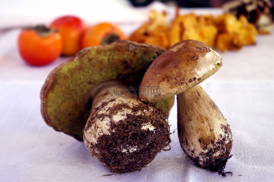牛肝菌,蘑菇,国王牛肝菌