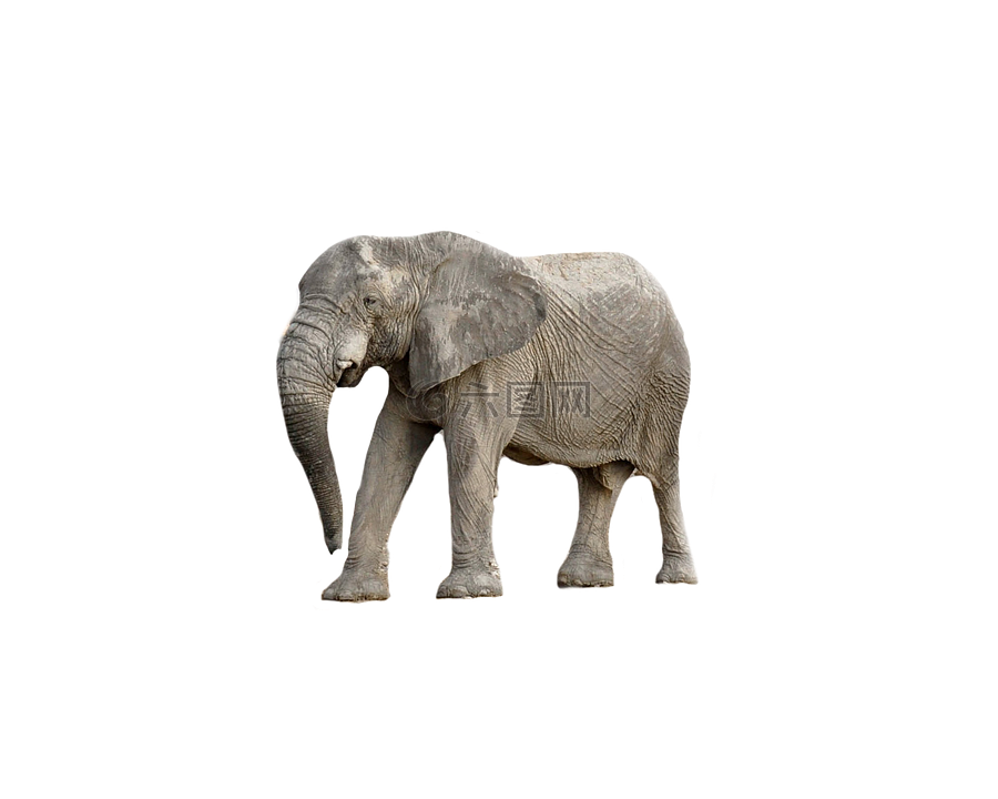 大象,动物,非洲