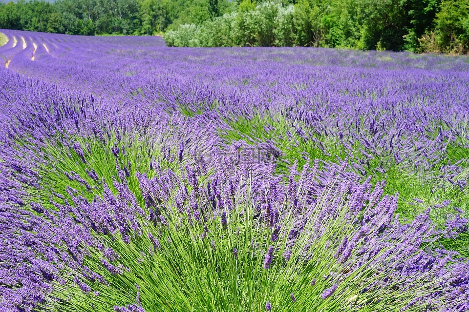 薰衣草字段,鲜花,紫
