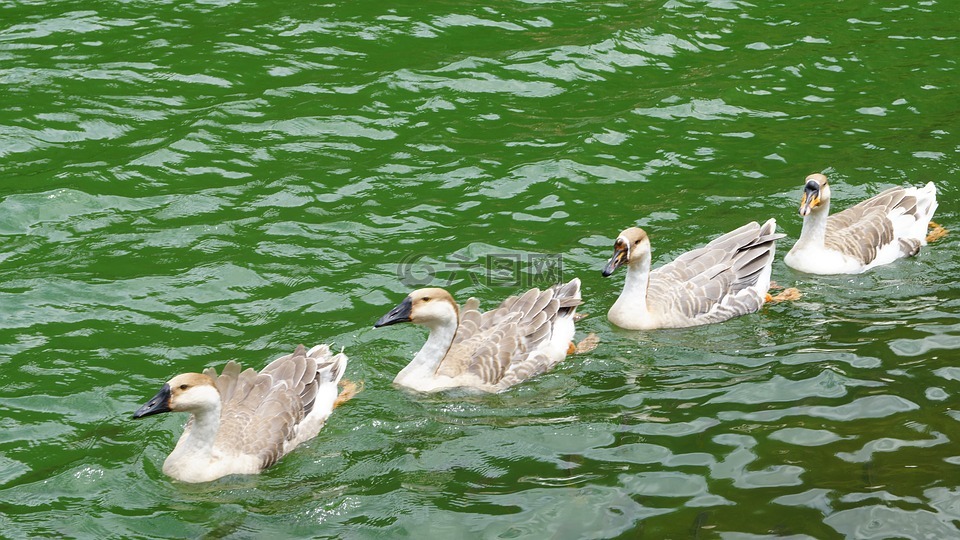 鸭,湖水,绿