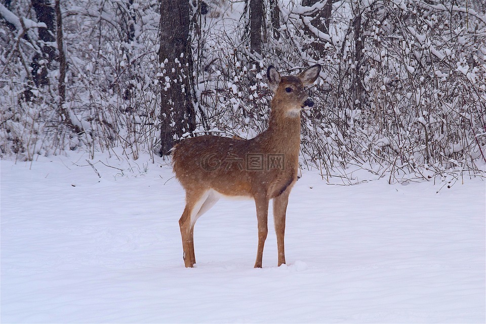 鹿,雪,伍兹