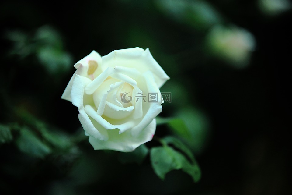 玫瑰,鲜花,白色