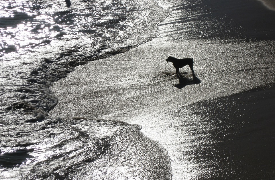 狗,海滩,海