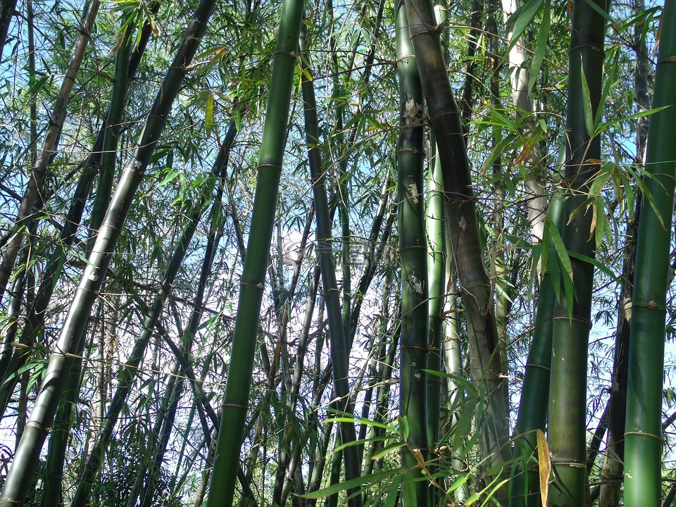 竹,植物,日本