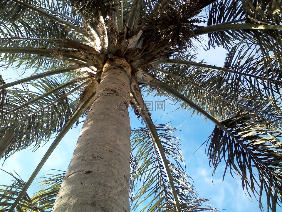 棕榈树,天空,叶