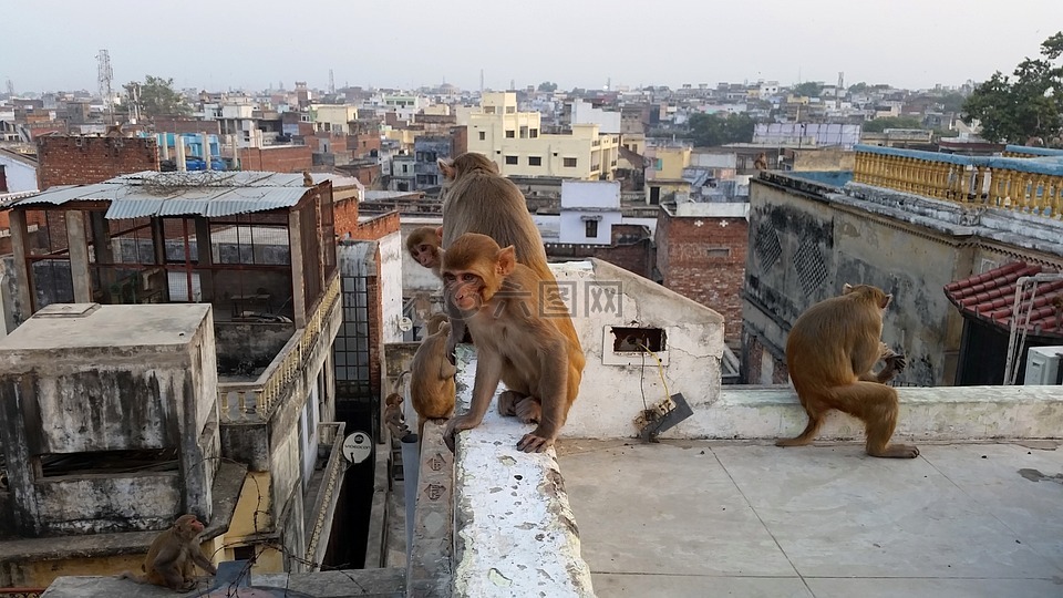 猴子,瓦拉纳西,在屋顶上