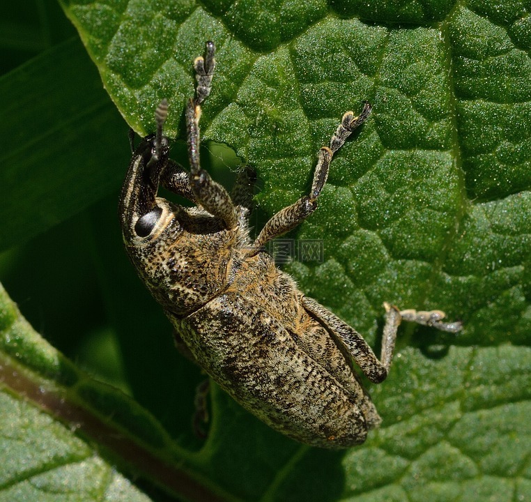 昆虫,甲虫,象鼻虫