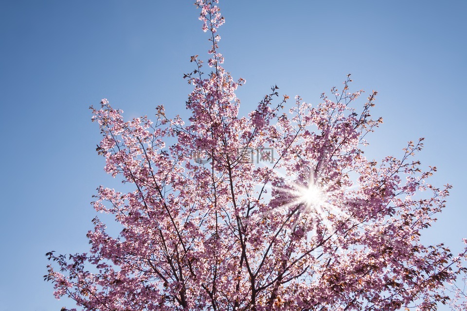 春天,樱花,日本樱花树