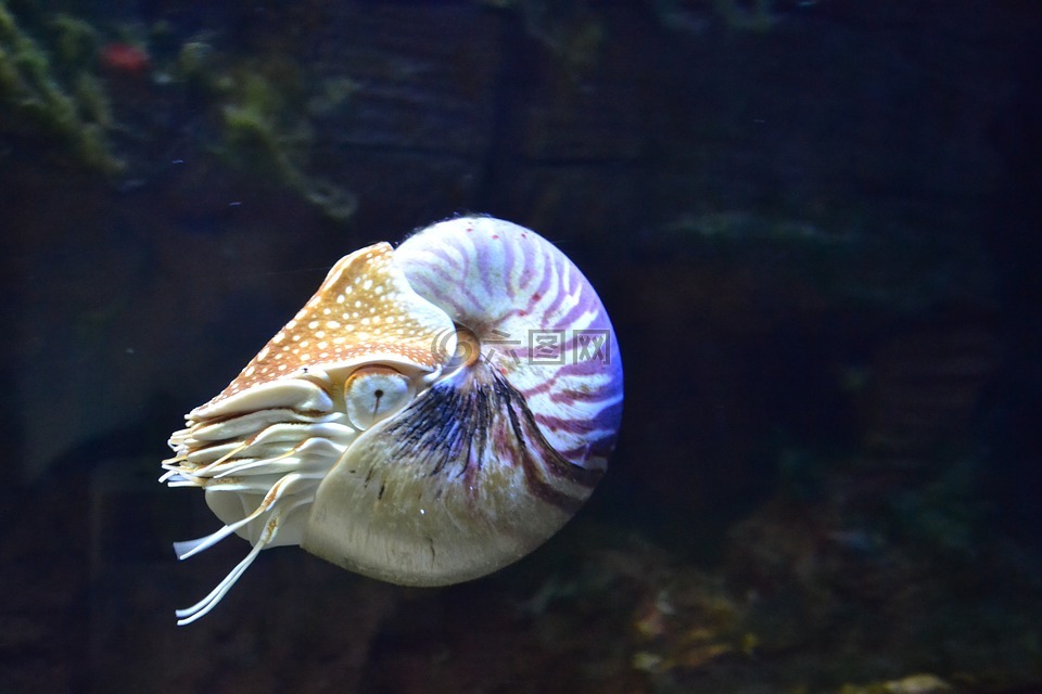 鹦鹉螺,水族馆,鱼