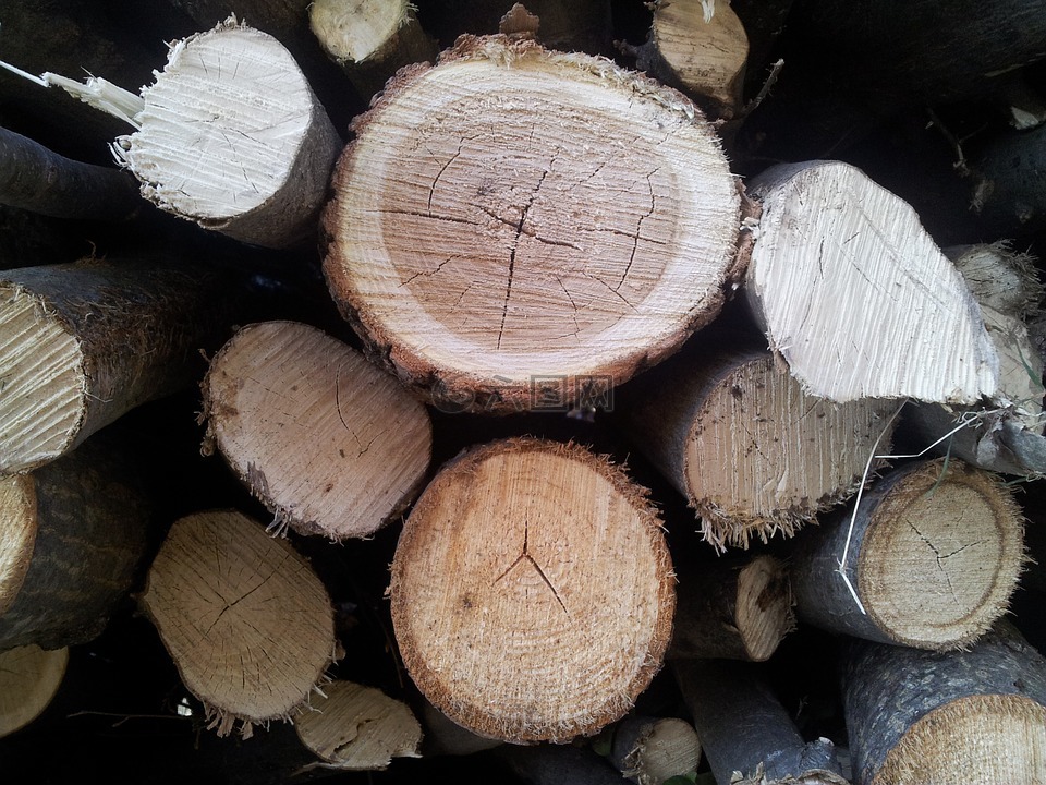 木材,树墩,树