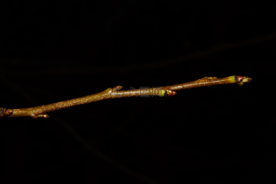 较小的分支,科,芽