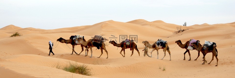 突尼斯,沙漠,大篷车