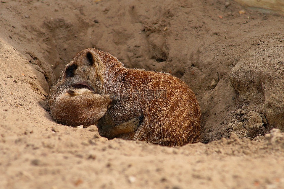 獴,争夺,meercat