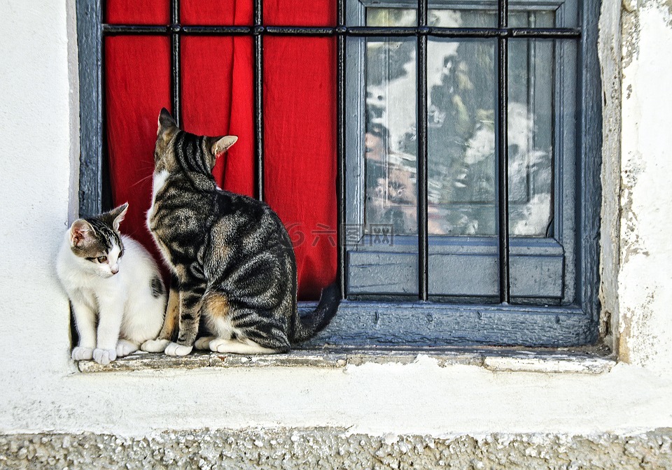 猫,两只猫,窗口