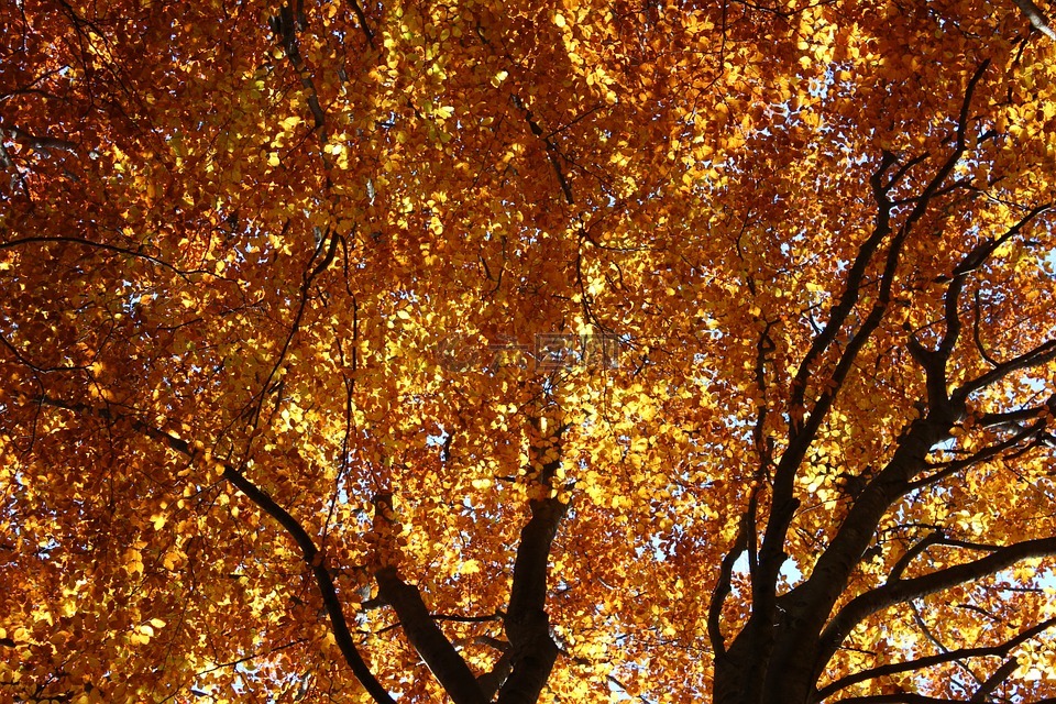 榉木,秋天的落叶,金黄的树叶