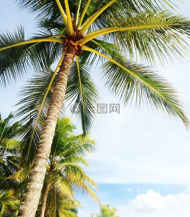棕榈树,假日,迈阿密海滩