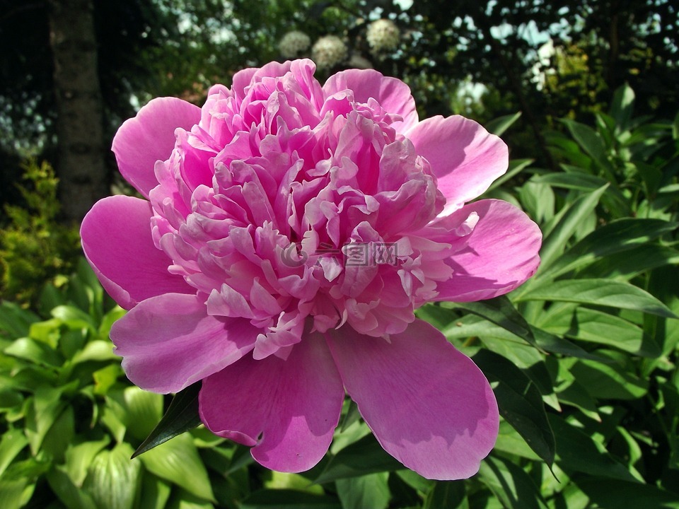 花,牡丹,粉红色高清图库素材免费下载(图片编号:6877262)-六图网