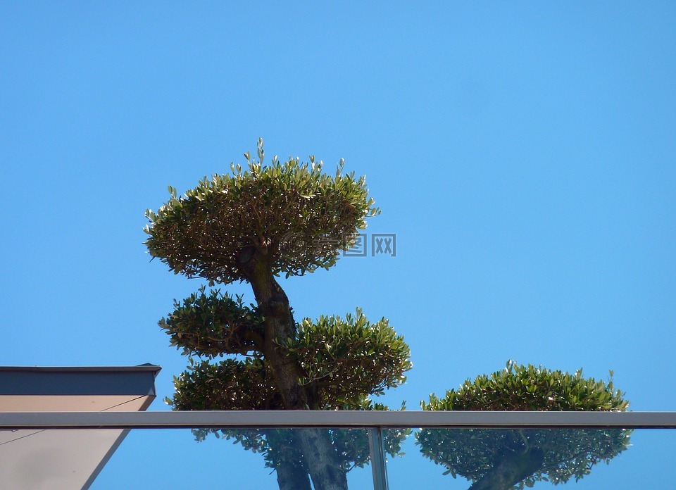 阳台,屋顶露台,植物