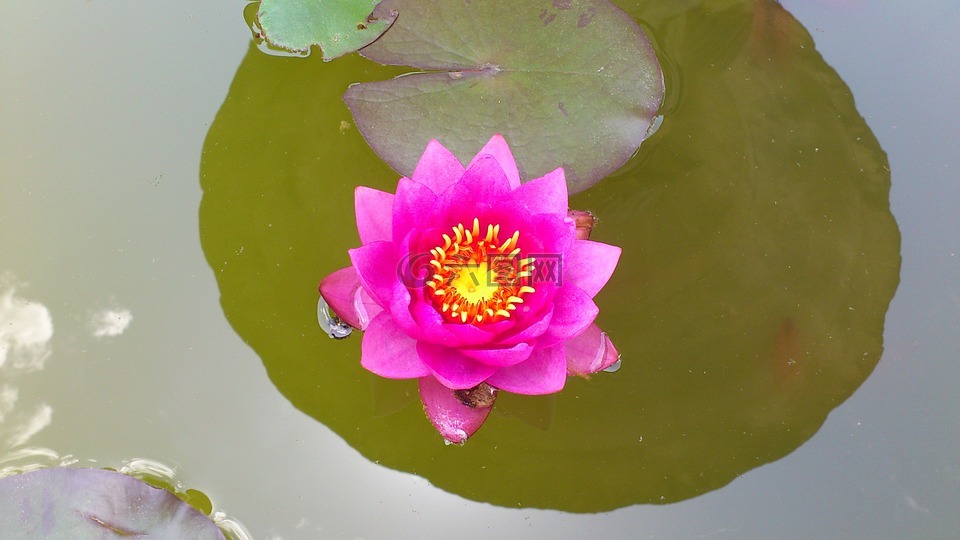 睡莲,花园,花卉