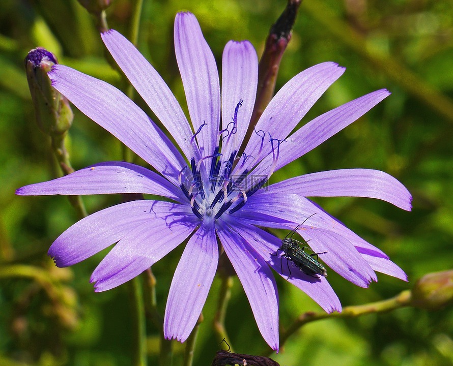 高山花卉,高位置,昆虫