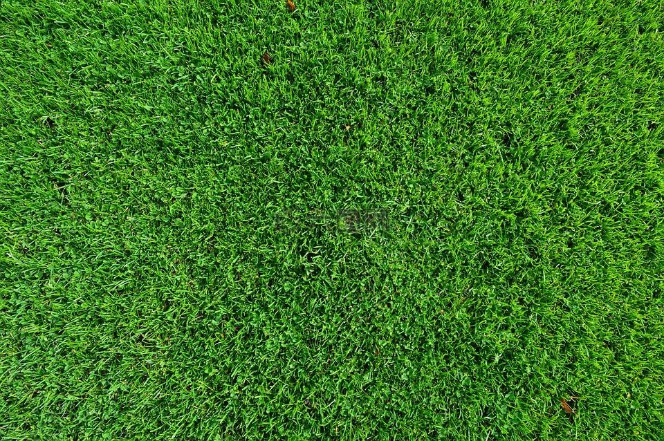 grass,turf,lawn