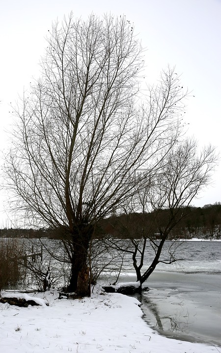 冬天,树,雪