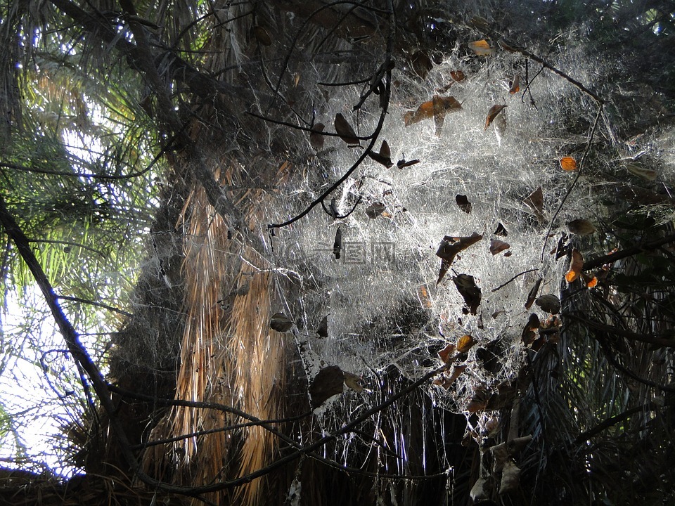 web,蜘蛛,绿洲