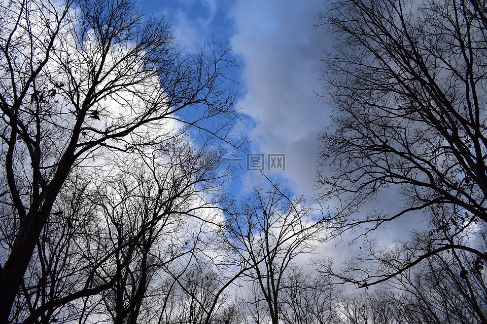 树枝,蓬松的云彩,蓝色的天空
