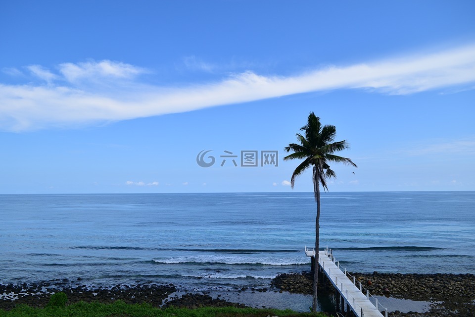 大海,椰子树,蓝天