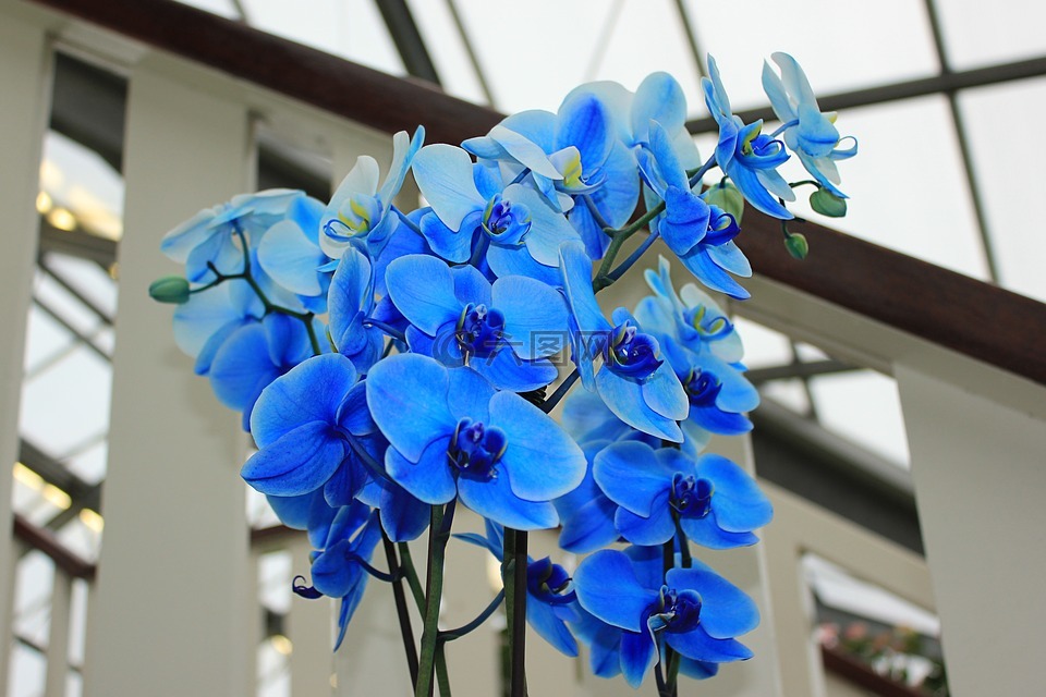 兰花,蓝色的兰花,鲜花