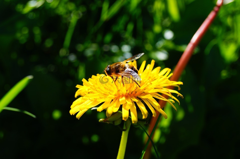 黄花,蜜蜂,蒲公英