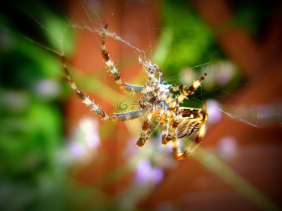 蜘蛛,期待,花园