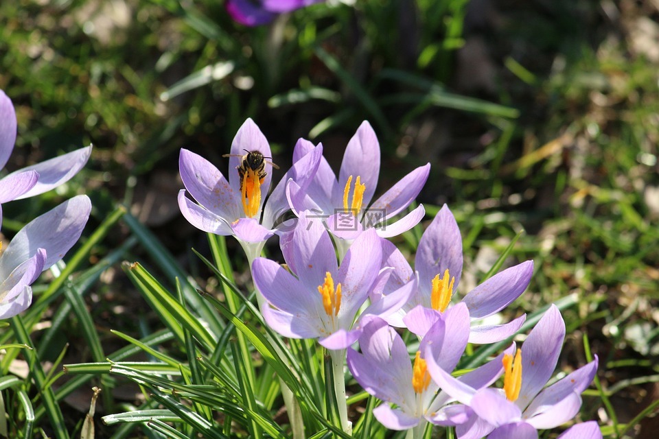 藏红花,蜜蜂,春天