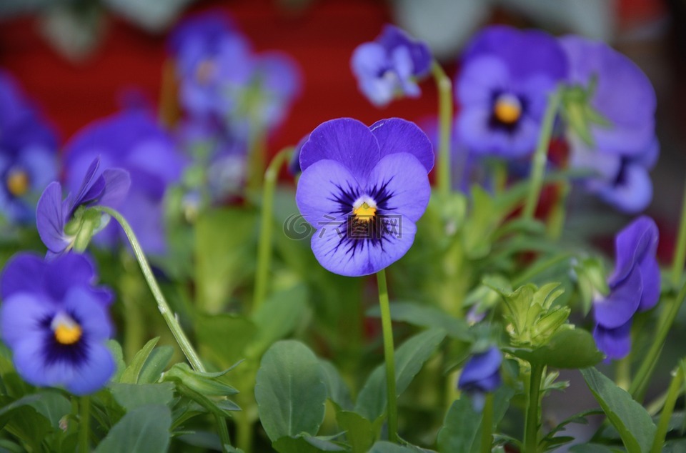 花,鲜花,蓝紫色的