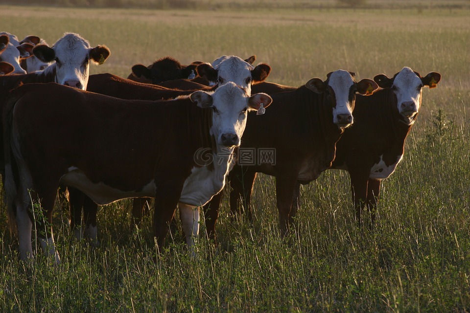 奶牛,农场,牧场