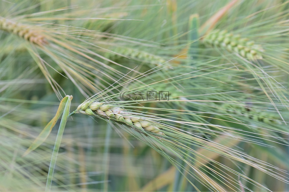 小麦,冬季小麦,谷物