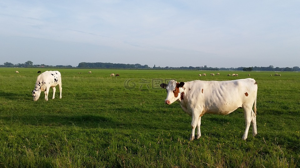 母牛,荷兰,卡默里克