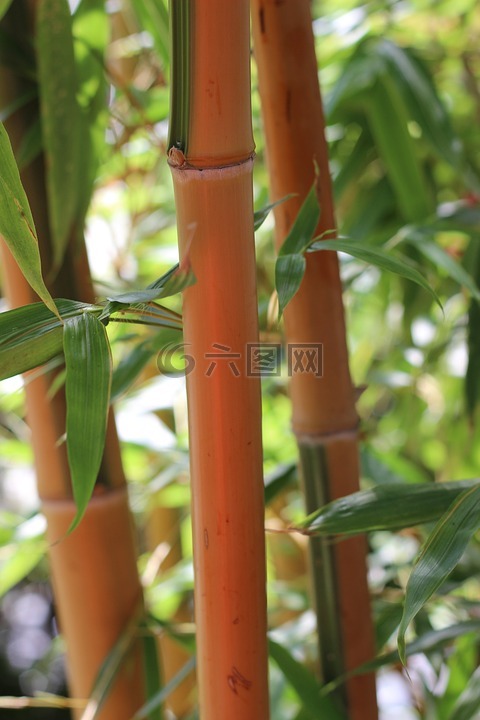 竹,竹类植物,竹杆