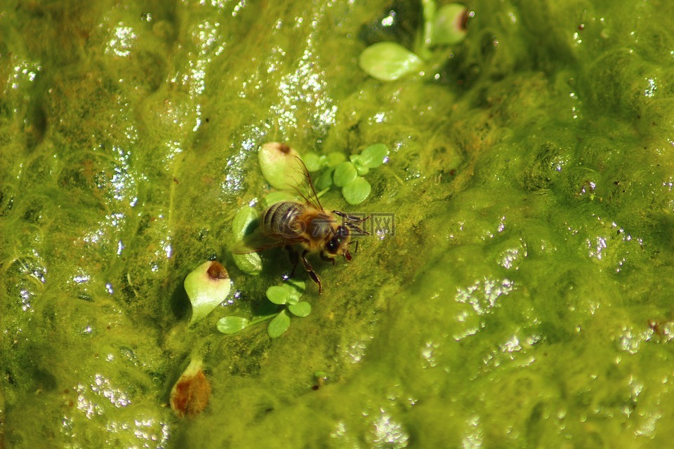 蜜蜂水绿色